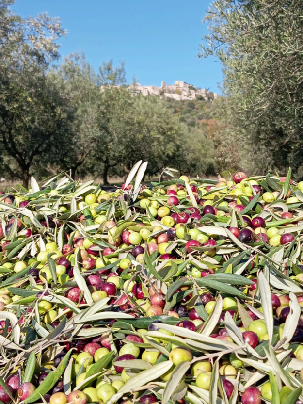 Olives juste cueillies